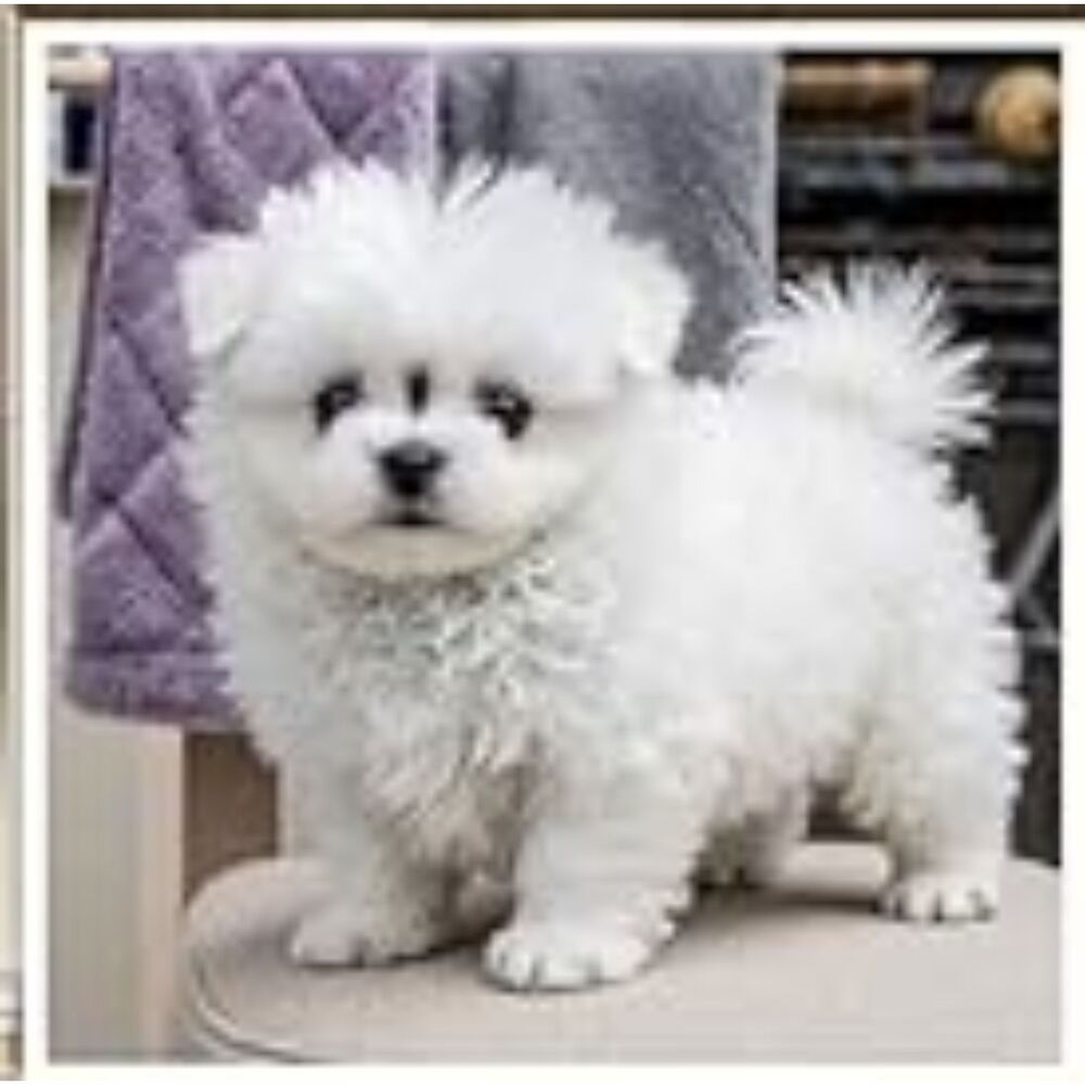 Diamond Art Kit - Puppy Dog Box-i